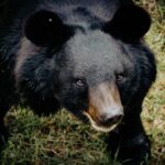 A Black Bear