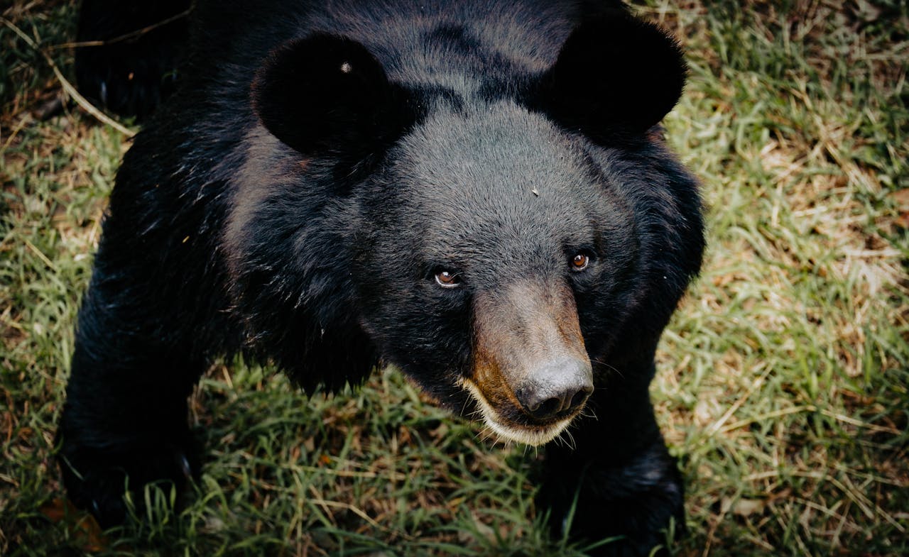 A Black Bear